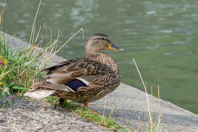 Sådan knækker du koden: Smarte strategier til svære krydsord